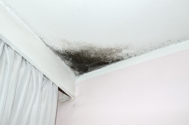 Mold in the corner of the white ceiling and pink wall, with white curtain on the left side.
