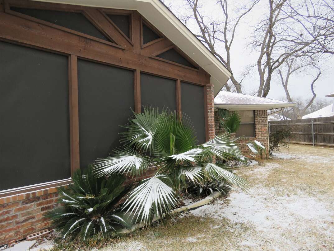 Snow-covered Palms in Texas