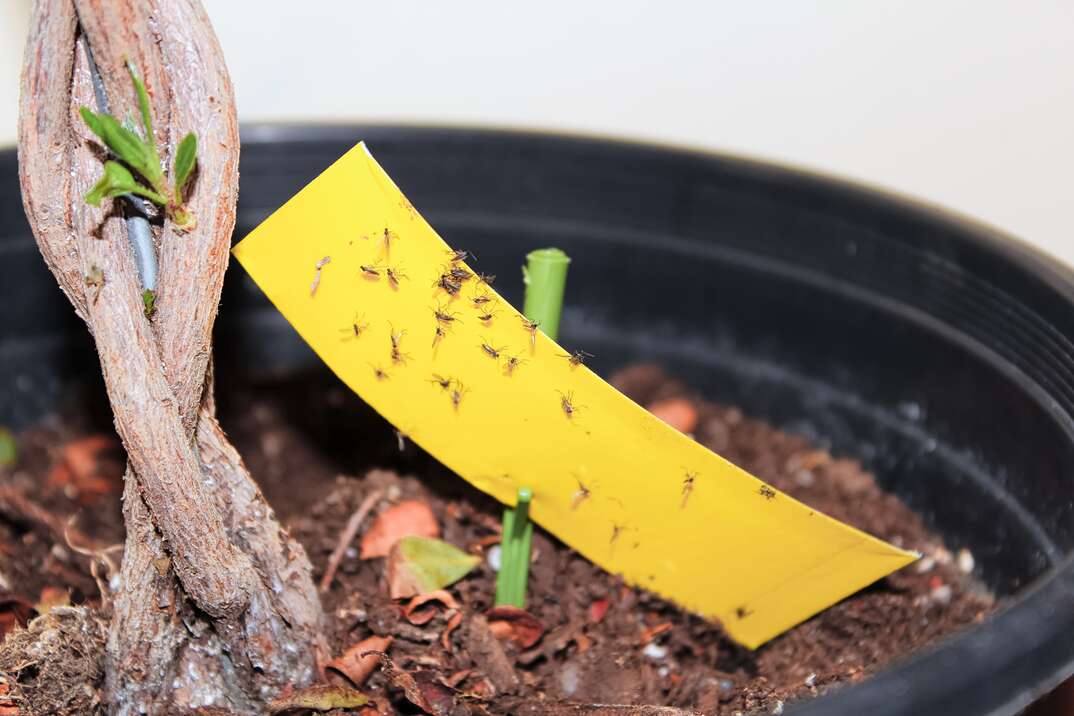 yellow fly paper sits at the base of a houseplant