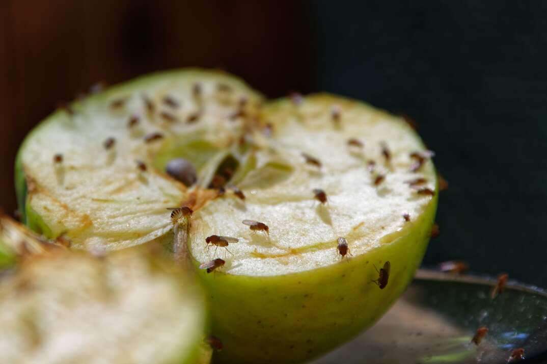 An apple that has been cut in half has been left to attract the fruit flies