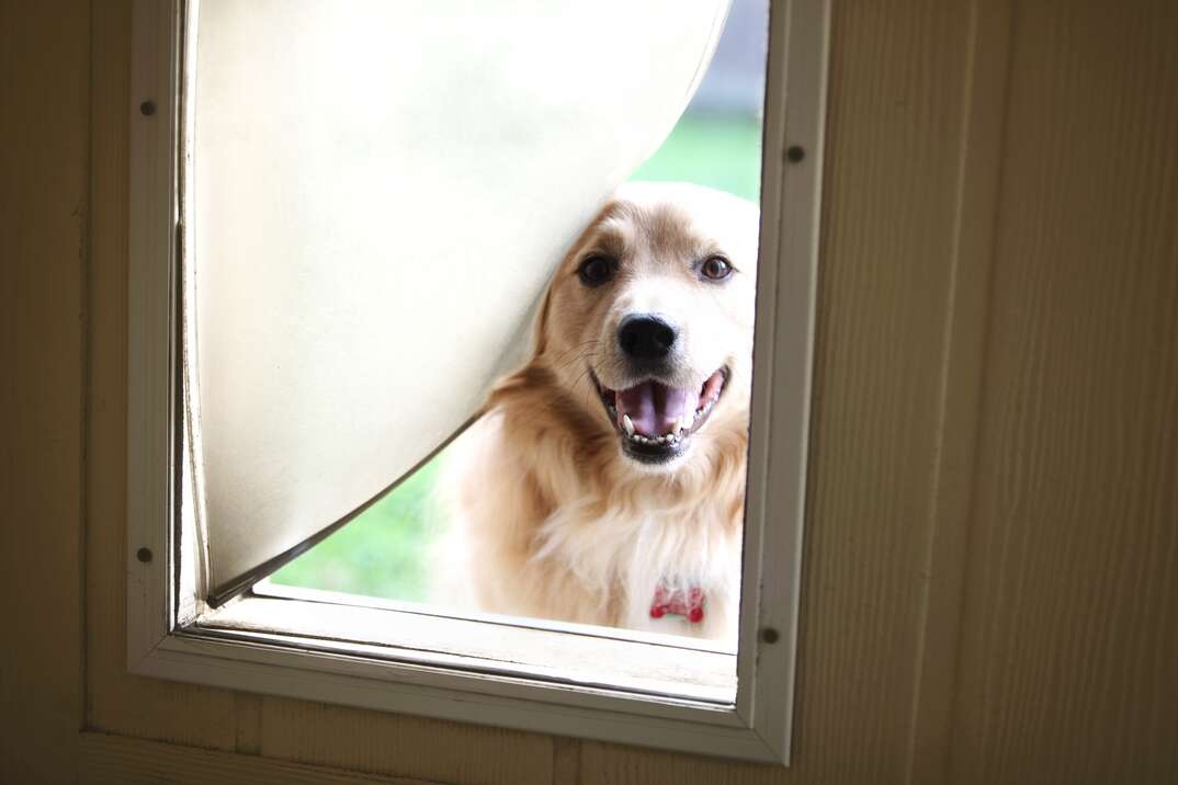 Golden retriever peering out of a  dog door 