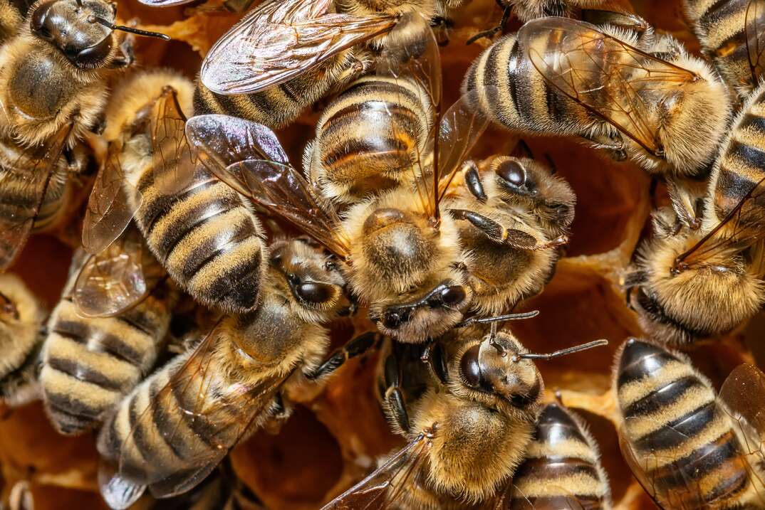 Honey bees crawl all over each other in a closeup photo of a honeycomb beehive, beehive, honey bee hive, hive, honeycomb, honey bees, bees, honeybees, insects, flying insects, bugs, buzz, nature