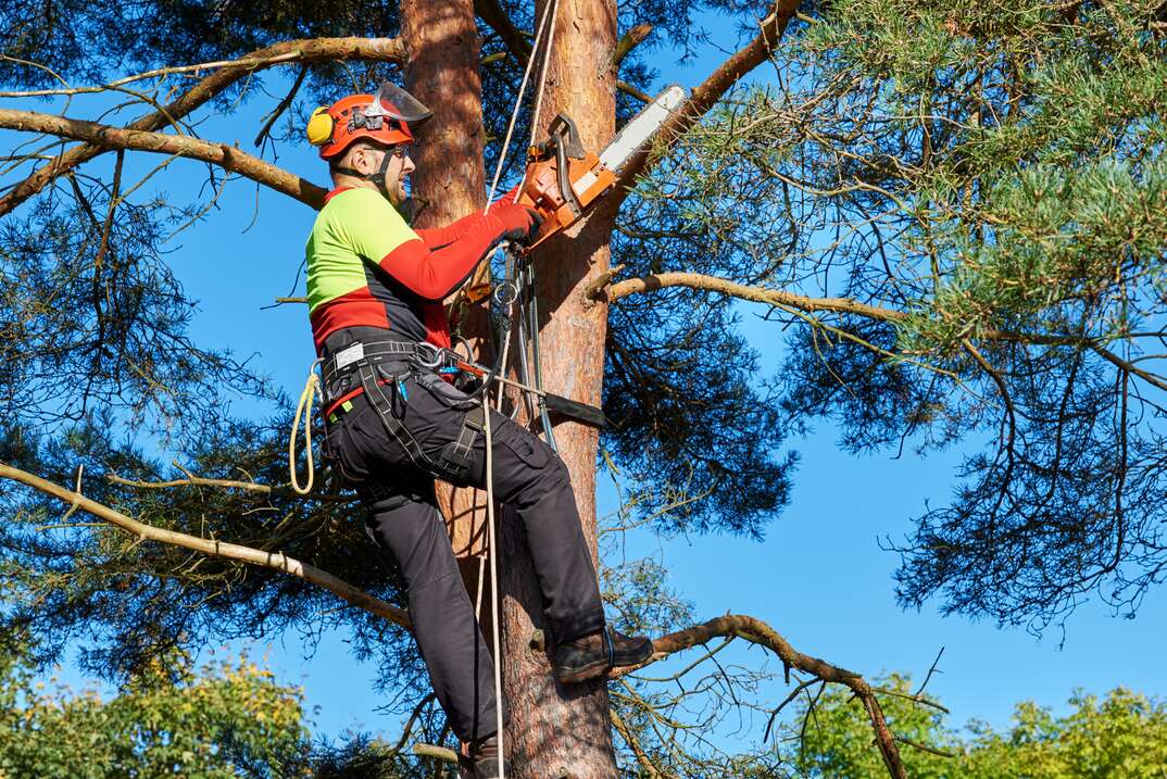 Arborist suspended from a tree while cutting branches with chainsaw  Action shot, visible saw dust 