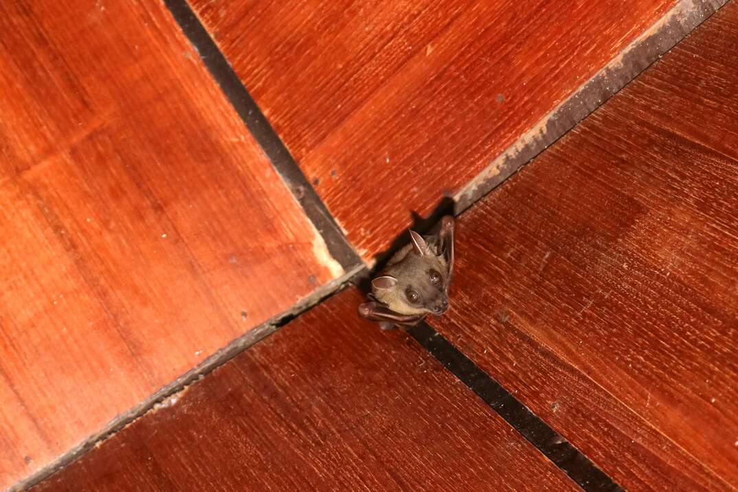 Bat on the wooden ceiling in the house.