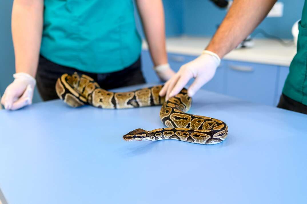 A pair of veterinarians wearing white rubber globs handle a python on a blue medical table