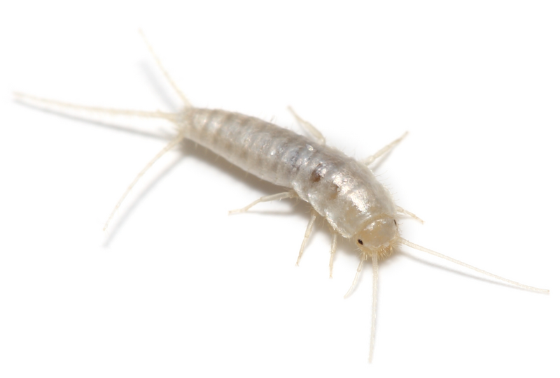 A silverfish insect appears against a white background, silverfish insect, silverfish, insect, bug, bugs, insects, infestation, exterminator, white background