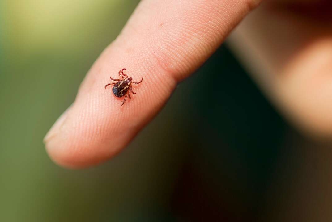 A tick crawls on the index finger of a person, tick, ticks, insect, insects, bugs, pest, pest control, exterminator, infestation, person, finger, index finger, human finger, human, human hand, crawling