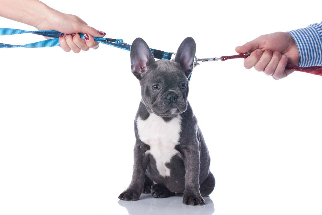French bulldog with two hands divorce isolated