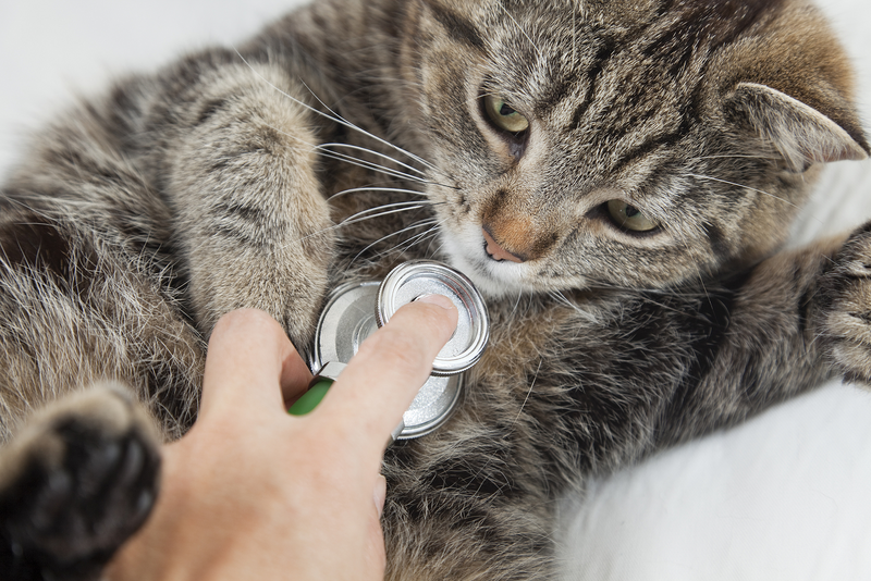 The cat in vet's for a health check.