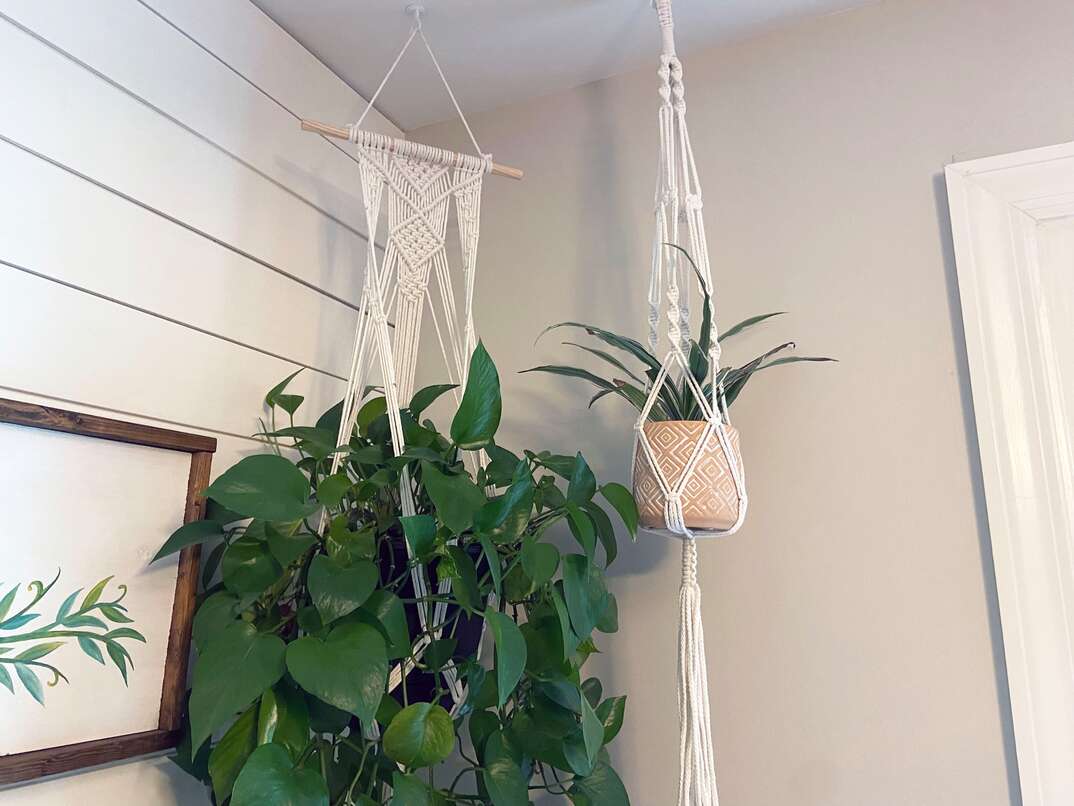 two healthy hanging plans sit in macrame hanging baskets