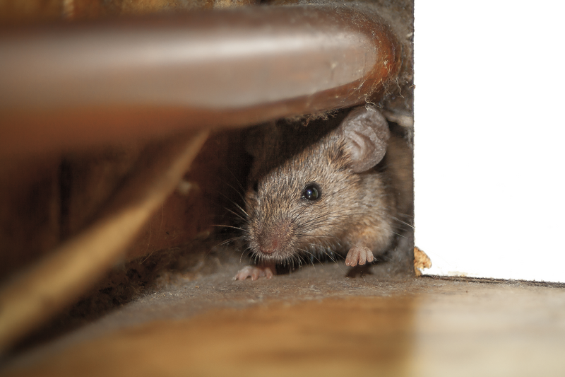 Close up shot of mouse peeking out of the dusty hole behind white furniture and under a copper pipe.