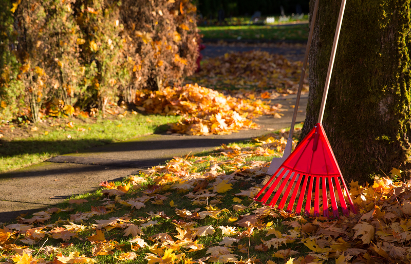A red rake leans on a moss-covered maple tree as fallen maple leaves are strewn over the grass. It's a scene of autumn in Canada.