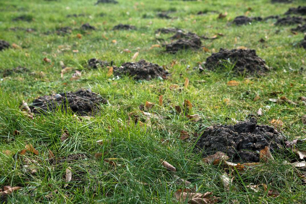 Molehills in the grass destroy the evenly lawn in the garden
